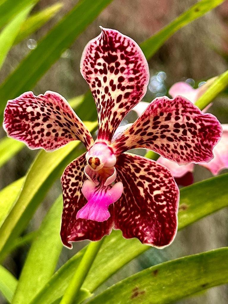 The Tenthola Kandy Eksteriør billede