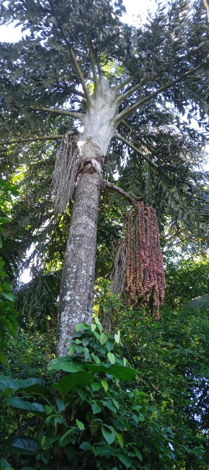 The Tenthola Kandy Værelse billede